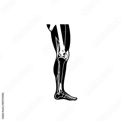 Human Leg Anatomy Illustration Black And White
