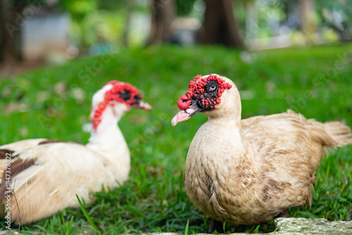 Close-up portrait of a Muscovy duck with distinctive red caruncles.