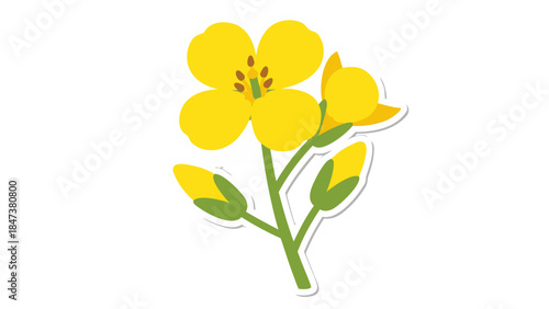 Yellow Rapeseed Flower Illustration