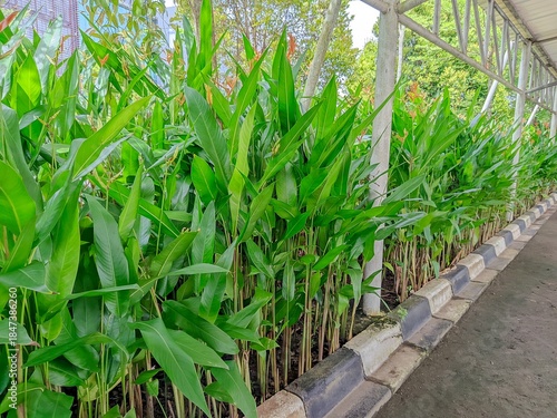 rows of plants