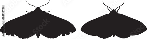 Two black silhouettes of moths with wings spread isolated on white background