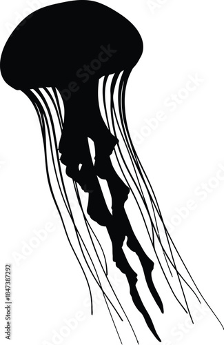 Silhouette of a jellyfish floating gracefully