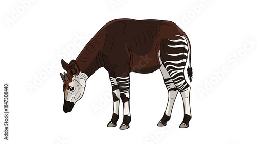 Okapi Animal with Striped Legs and Brown Body.