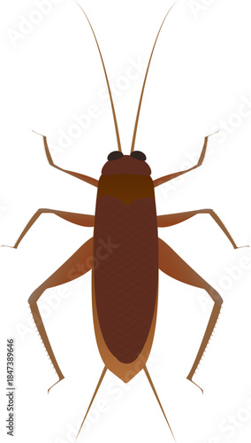 Crickets are considered insect pests, yet they are also popularly consumed as food.