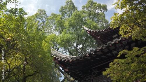 Wallpaper Mural Slow motion upward view of traditional curved Chinese roof surrounded by tall ginkgo trees in sunny Yu Garden Shanghai, peaceful atmosphere Torontodigital.ca