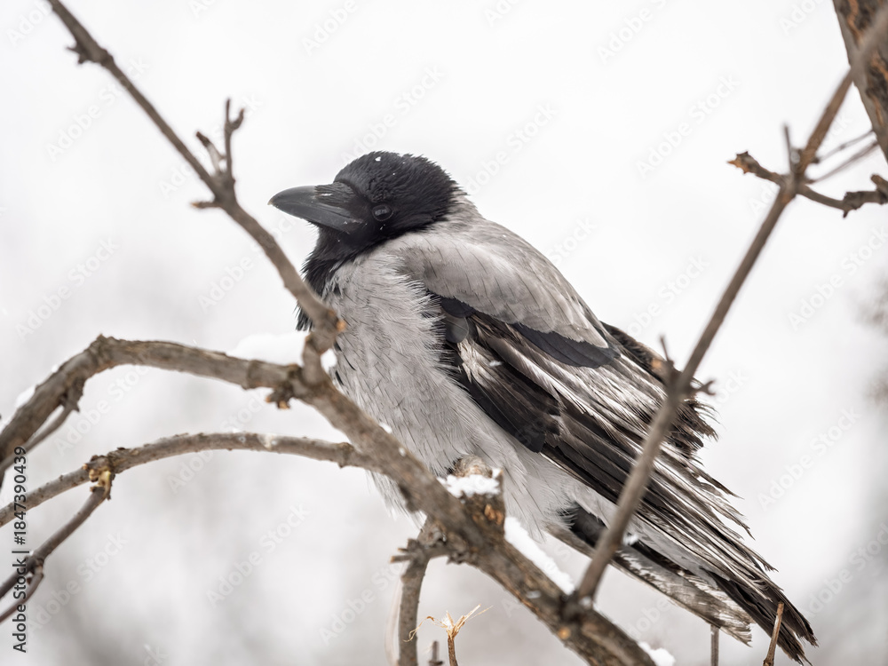 Fototapeta premium A hooded crow sitting on a tree