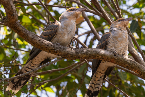 Pair of juvenile channel-billed cuckoos (Scythrops novaehollandiae), Sydney, Australia. 