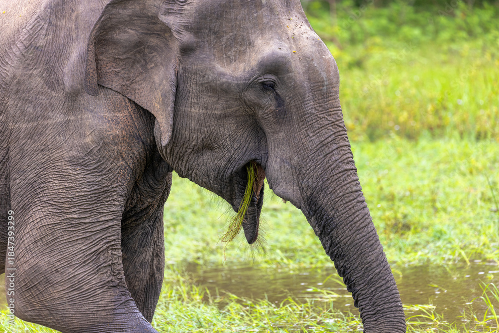 Fototapeta premium Sri Lankan Elephant (Elephas maximus maximus) Feeding on Aquatic Vegetation in Shallow Water, Yala National Park, Sri Lanka