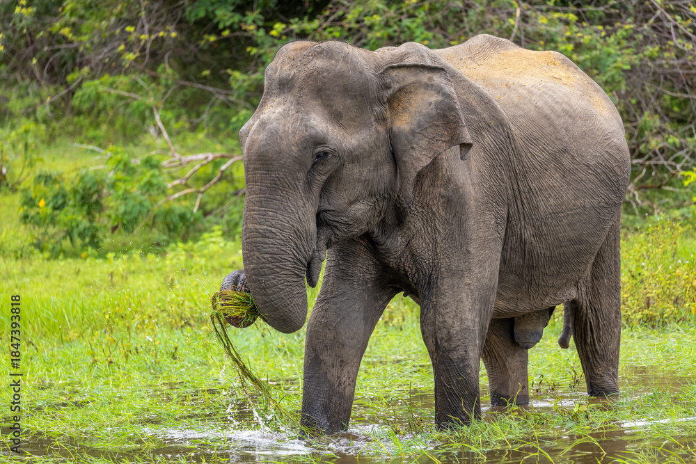 Fototapeta premium Sri Lankan Elephant (Elephas maximus maximus) Feeding on Aquatic Vegetation in Shallow Water, Yala National Park, Sri Lanka