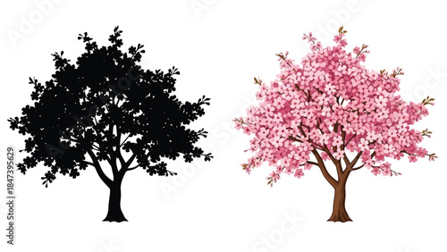 Contrasting trees one dark silhouette and one blossoming pink cherry tree