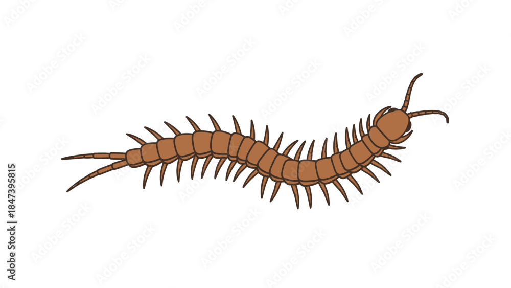 Fototapeta premium Illustration of a Centipede Insect with Many Legs.