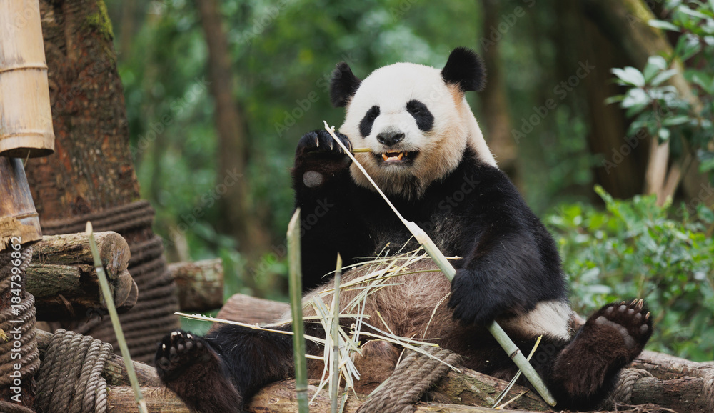 Fototapeta premium One giant panda in the forest