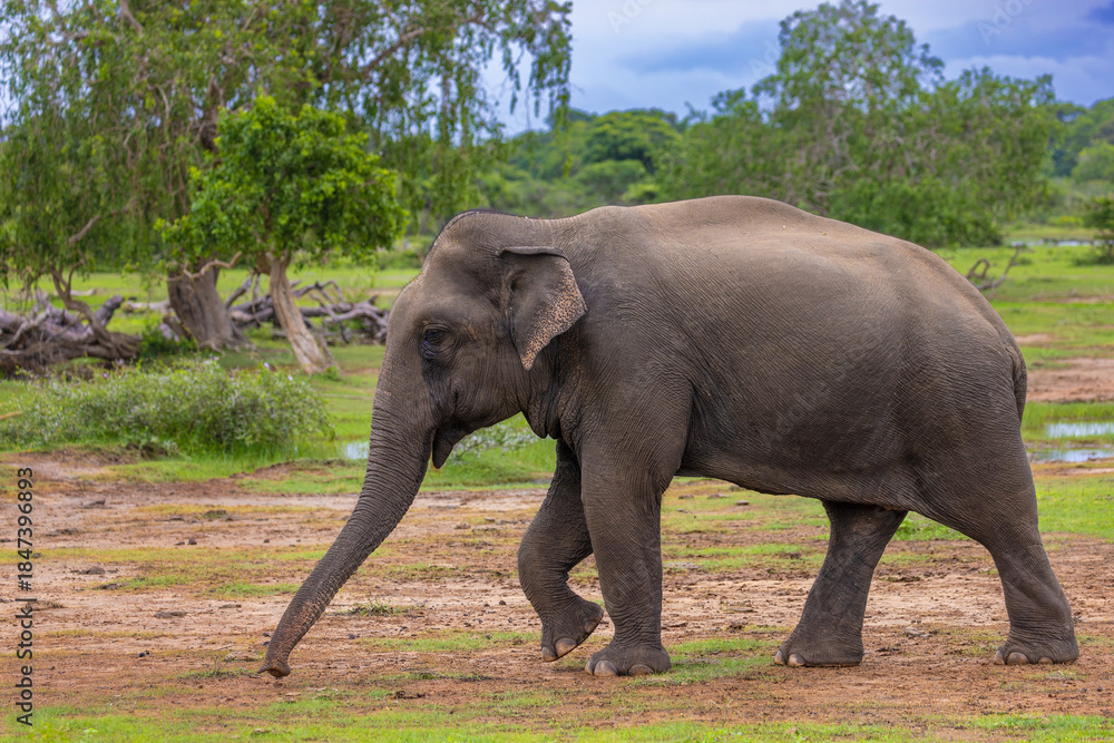 Fototapeta premium Sri Lankan Elephant (Elephas maximus maximus) in Yala National Park, Sri Lanka
