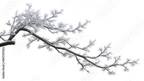 Frost-covered branch silhouette isolated on white background