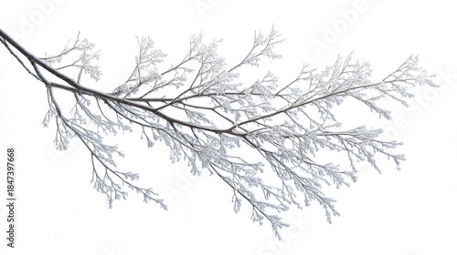 Frost-covered branch silhouette isolated on white background