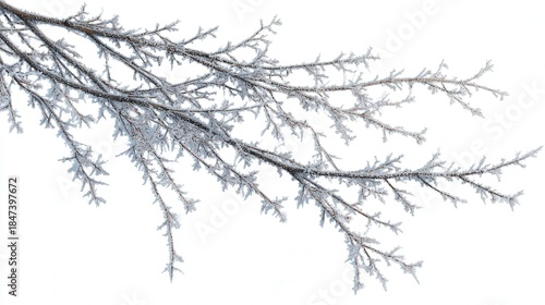 Frost-covered branch silhouette isolated on white background