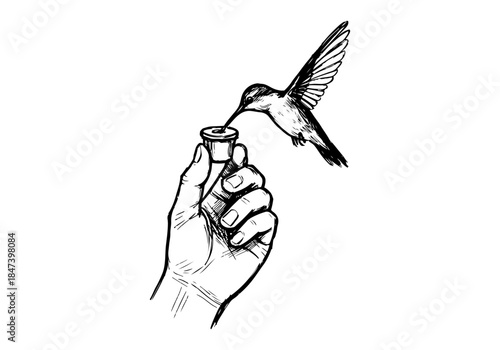 Hummingbird Sketch Hand Drawn Illustration Vector by AZ for Books, Arts, Design and Decoration Graphic Asset