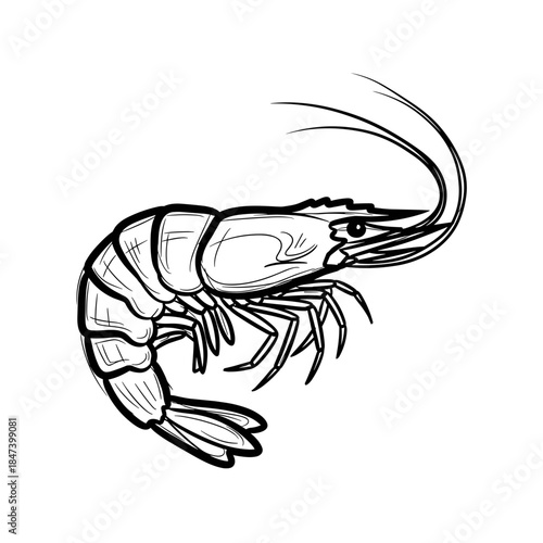 Shrimp illustration in black and white outline design  