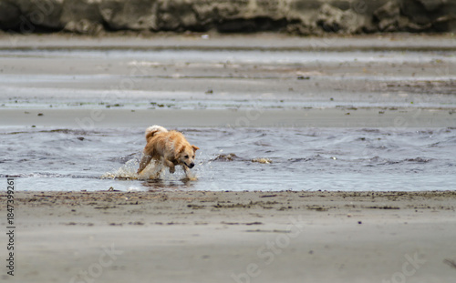 Beach Dog
