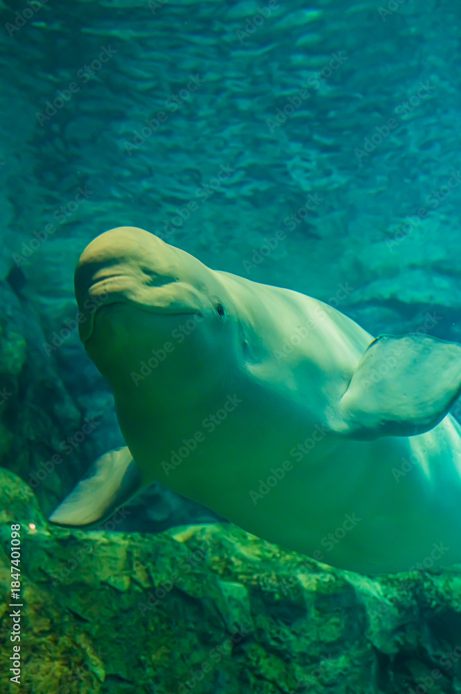 Naklejka premium Beluga Whale at Nagoya Port Aquarium, Aichi, Japan