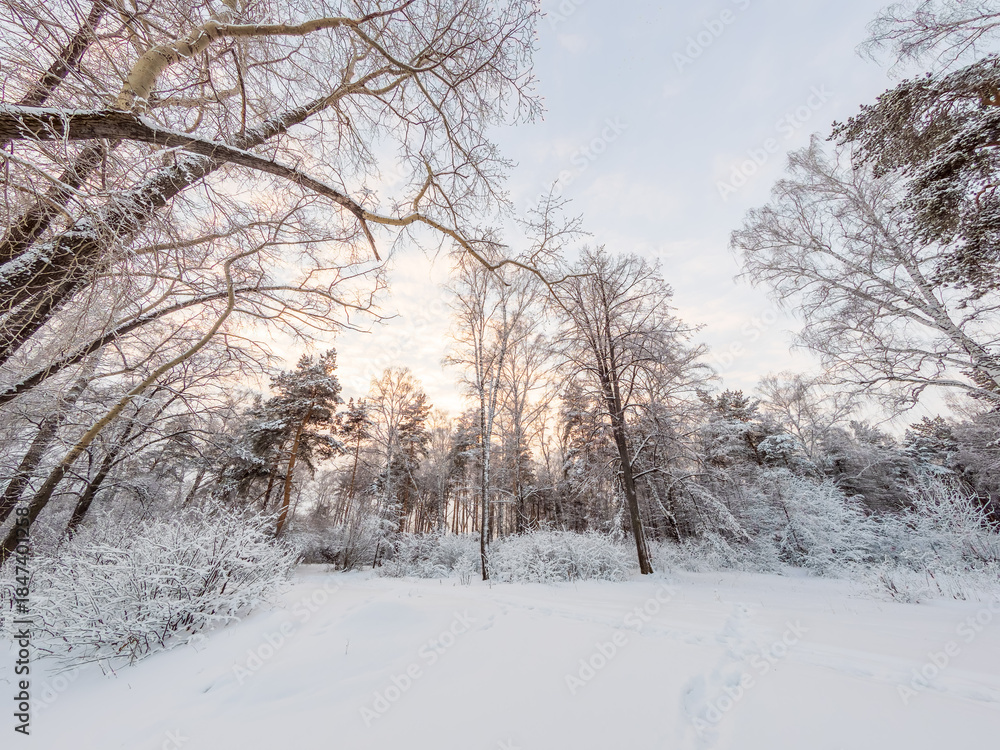Fototapeta premium Beautiful winter landscape. Trees in the snow in a clearing on a cold day.