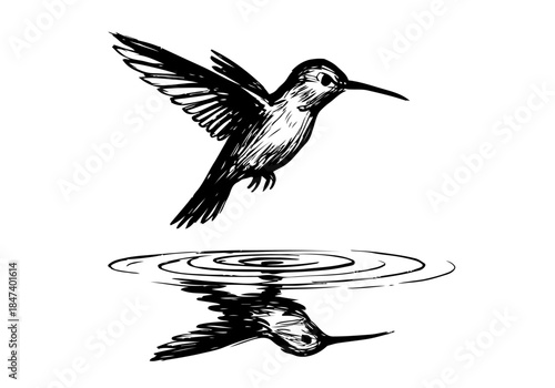 Hummingbird Sketch Hand Drawn Illustration Vector by AZ for Books, Arts, Design and Decoration Graphic Asset