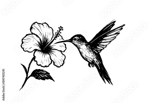 Hummingbird Sketch Hand Drawn Illustration Vector by AZ for Books, Arts, Design and Decoration Graphic Asset