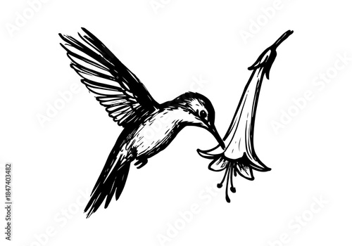 Hummingbird Sketch Hand Drawn Illustration Vector by AZ for Books, Arts, Design and Decoration Graphic Asset