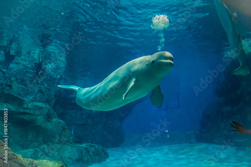 Canvastavla Beluga Whale at Nagoya Port Aquarium, Aichi, Japan