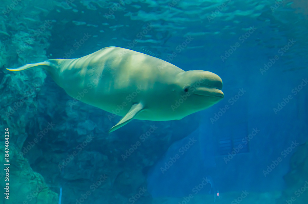 Fototapeta premium Beluga Whale at Nagoya Port Aquarium, Aichi, Japan