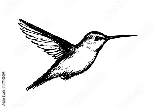 Hummingbird Sketch Hand Drawn Illustration Vector by AZ for Books, Arts, Design and Decoration Graphic Asset