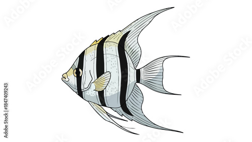 Detailed illustration of a majestic black and white striped angelfish gracefully swimming, highlighting its elegant long fins and distinctive