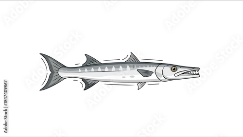 Dynamic illustration of a fast-swimming barracuda with sharp teeth