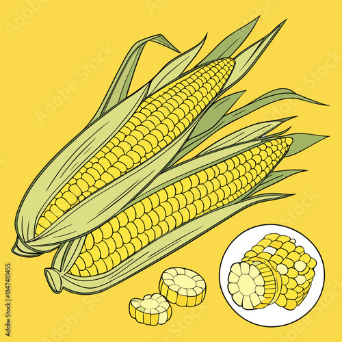 “Fresh Corn on the Cob with Kernels Yellow Maize Food Vector Illustration”