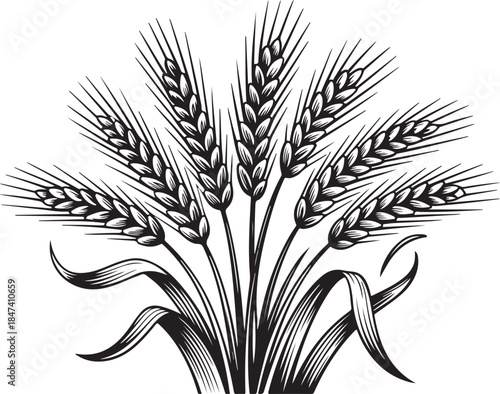 Black and white wheat sheaf vector design