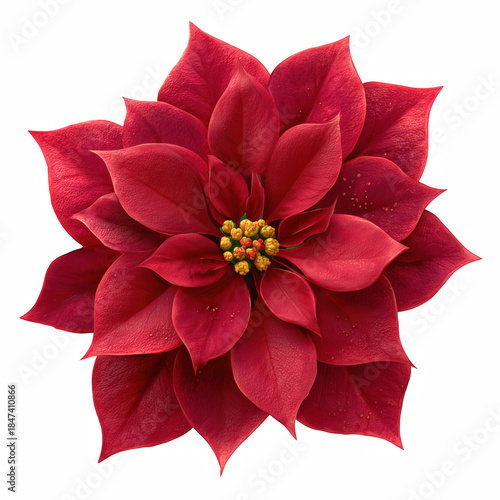 Realistic red poinsettia flower close-up with yellow center isolated on transparent background.
