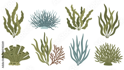 A vibrant collection of diverse illustrated marine plant life showcases the rich biodiversity of underwater ecosystems in an original and artistic