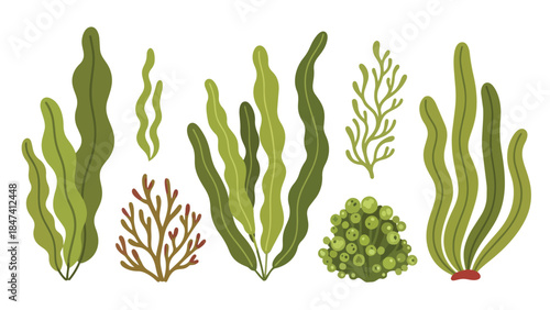 Diverse stylized marine plants showcasing vibrant green and earthy brown seaweed varieties, perfect for aquatic ecosystem themes and ocean-inspired