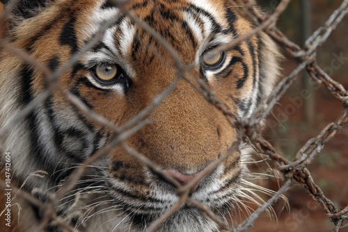 Intense Tiger Portrait Behind Wire Mesh Barrier