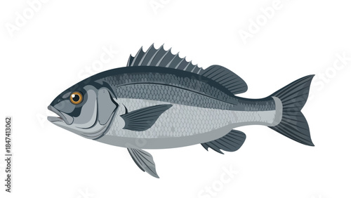 A graphic illustration of a fish. It has scales and fins. The colors are gray. It is on a white background. This vector image shows an aquatic