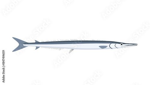 Long thin fish illustration with pointed snout in modern flat design on white background perfect for marine life education and clean visual projects