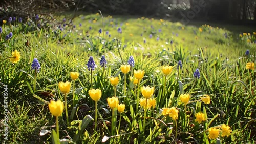Sunny field of green grass speckled with bright yellow and purple flowers on a warm, bright day