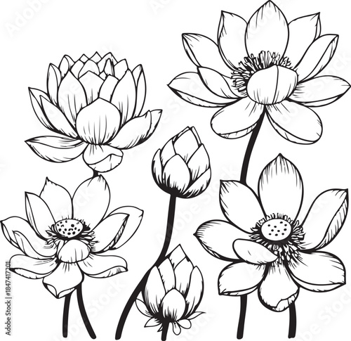 Vector lotus flower. Floral botanical flower. Isolated illustration element. Water lily outline vector illustration for yoga studio, spa, zen center. Lotus flower in continuous line drawing style.