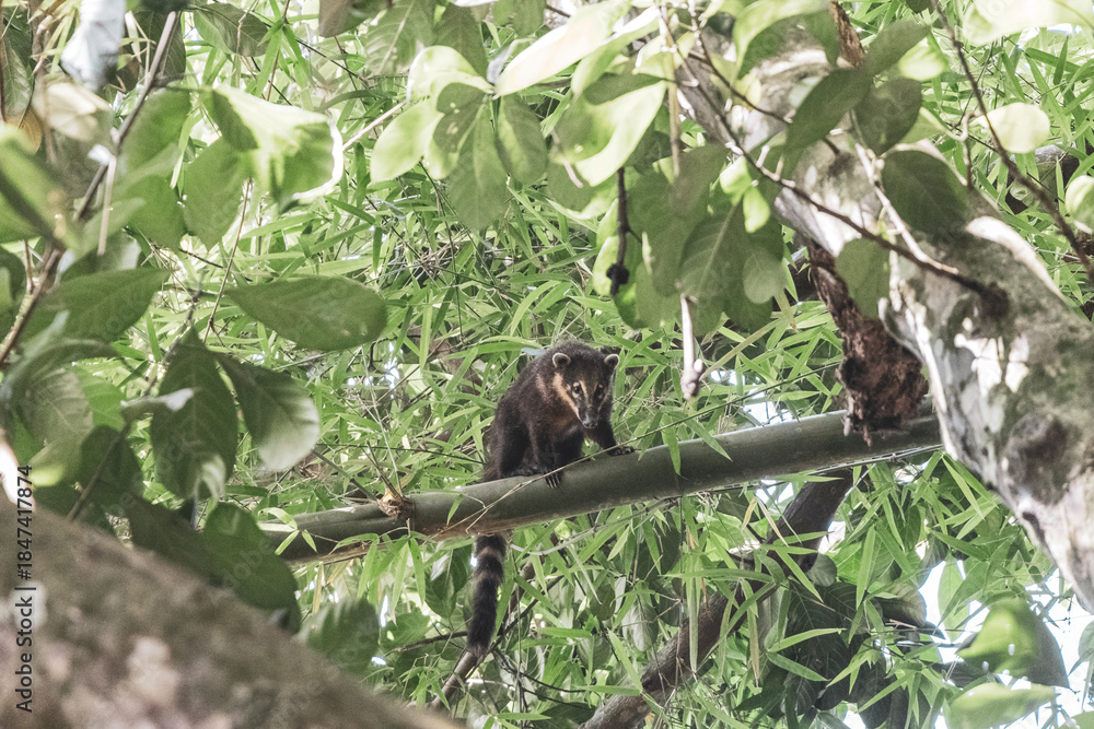 Obraz premium Coati coatis climb trees and branches on Ilha Grande Brazil.