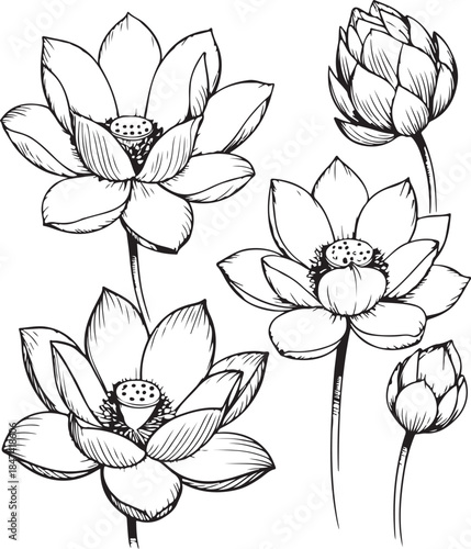 Vector lotus flower. Floral botanical flower. Isolated illustration element. Water lily outline vector illustration for yoga studio, spa, zen center. Lotus flower in continuous line drawing.
