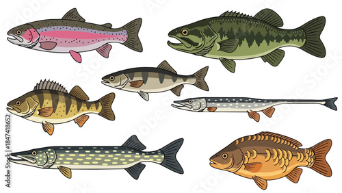An artistic compilation showcasing diverse freshwater aquatic species with distinct coloration and fin structures against a white backdrop