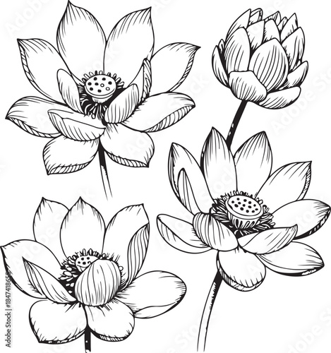 Vector lotus flower. Floral botanical flower. Isolated illustration element. Water lily outline vector illustration for yoga studio, spa, zen center. Lotus flower in continuous line drawing style.