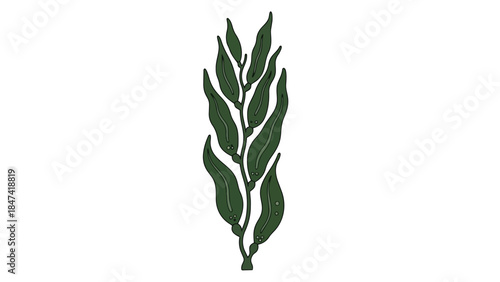 Stylized illustration of dark green kelp fronds on a pure white background, representing oceanic flora