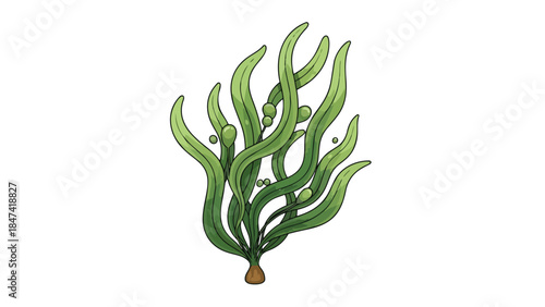 Illustrative aquatic flora with wavy fronds and buoyant vesicles isolated on a pure white background