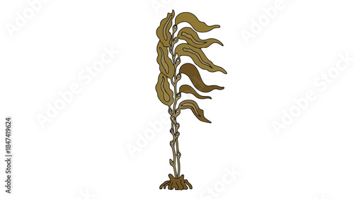 Stylized illustration of a single kelp frond swaying gently on a pure white background